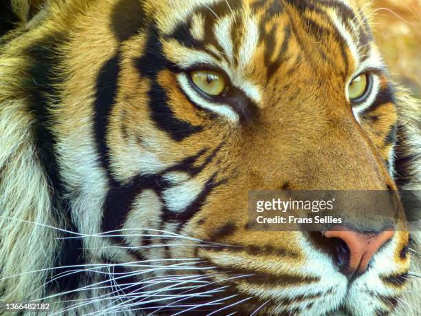 portrait of a bengal tiger - a bengal tiger stockfoto's en -beelden