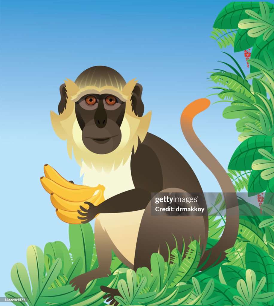 Green Monkey, Chlorocebus sabaeus