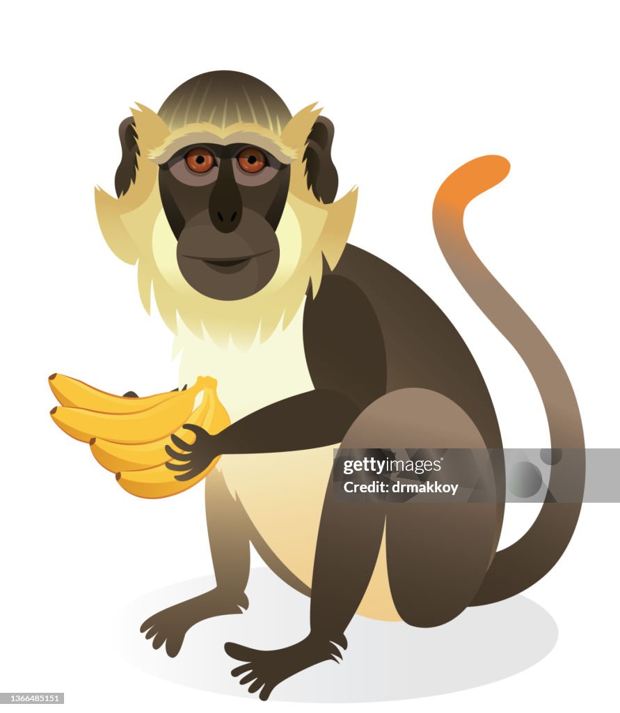 Green Monkey, Chlorocebus sabaeus