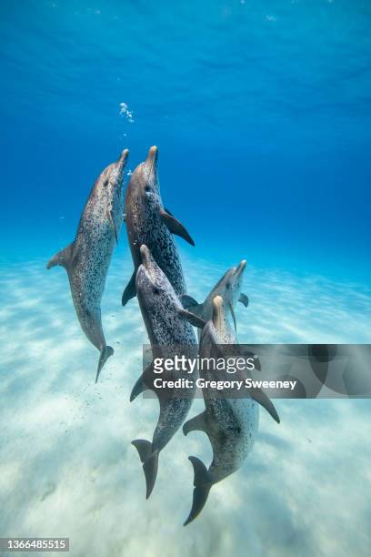 male spotted dolphins rise to the surface for air - dolphins - fotografias e filmes do acervo