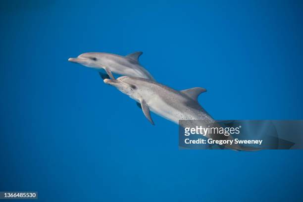 a mother atlantic spotted dolphin and her young baby calf - baby dolphin stockfoto's en -beelden