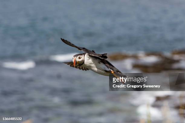 puffin faces the camera while flying above the nesting cliffs of lunga island scotland - precious lunga 個照片及圖片檔