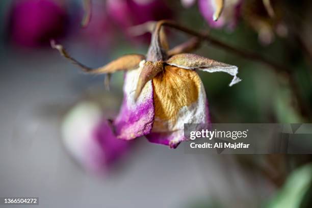 Sad Looking Roses Sad Rose Photos and Premium High Res Pictures - Getty Images