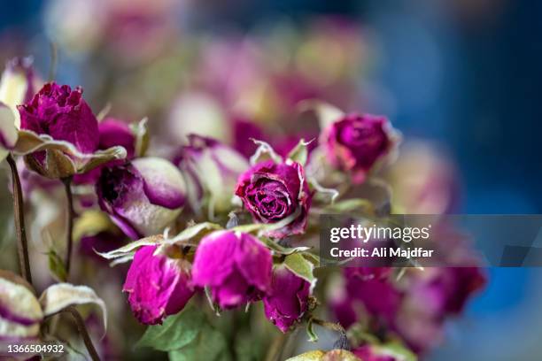 dried rose buds - rosa violette parfumee photos et images de collection