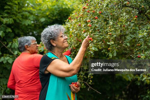 people picking acerola - acerola stock pictures, royalty-free photos & images