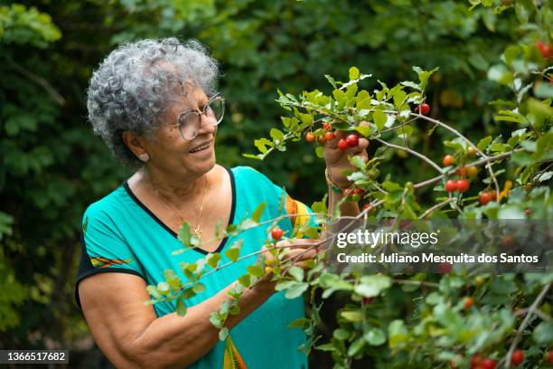 people picking acerola - acerola 個照片及圖片檔