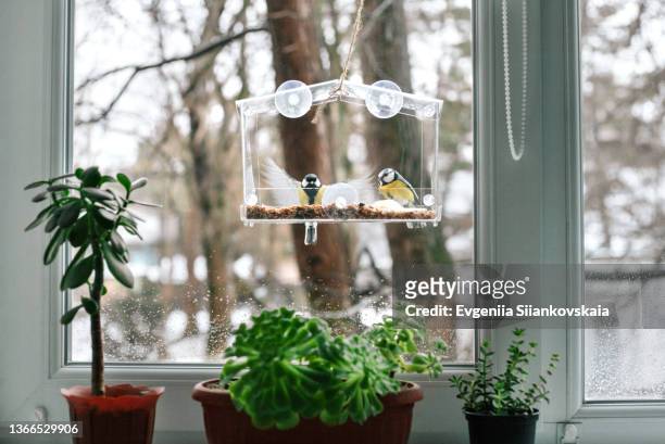 few black-capped or carolina chickadee birds feeding from plastic glass window feeder. - ledge stock pictures, royalty-free photos & images