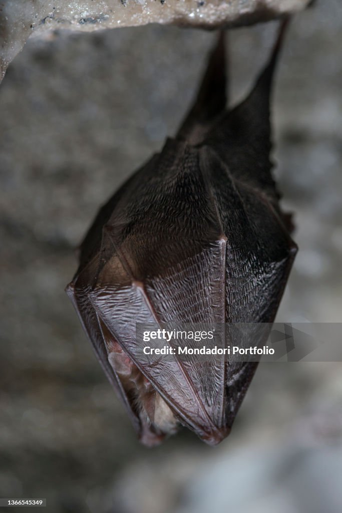 Bats in an abandoned mine