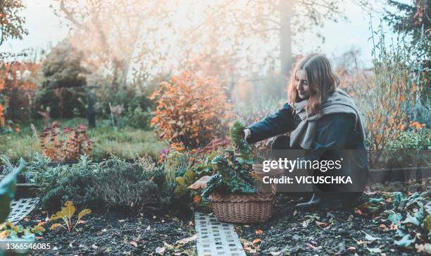 young woman with basket gathers last harvest of vegetables in her garden bed at autumn nature background - orto foto e immagini stock