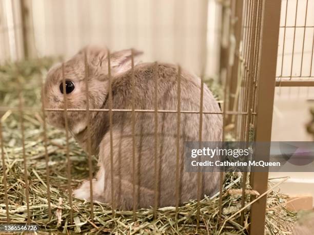 Queen Of Rabbits Photos and Premium High Res Pictures - Getty Images