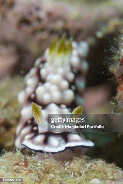 Phyllidia 97 Phyllidia Sea Slug Stock Photos, High-Res Pictures, and Images ...