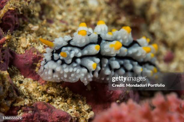 Phyllidia 157 Phyllidia Sea Slug Stock Photos, High-Res Pictures, and Images ...