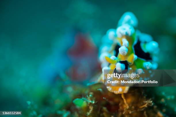 Phyllidia 93 Phyllidia Sea Slug Stock Photos, High-Res Pictures, and Images ...