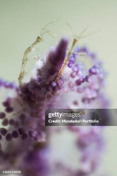 Skeleton shrimp, Pariambus typicus, Puerto Galera, Philippines