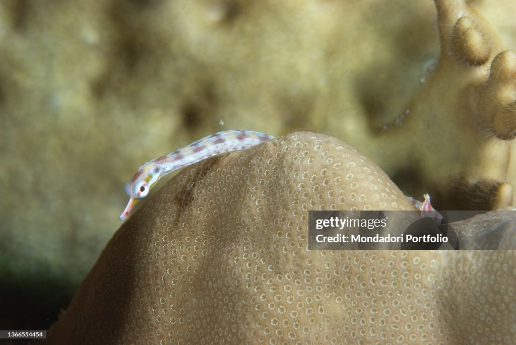 Needle fish