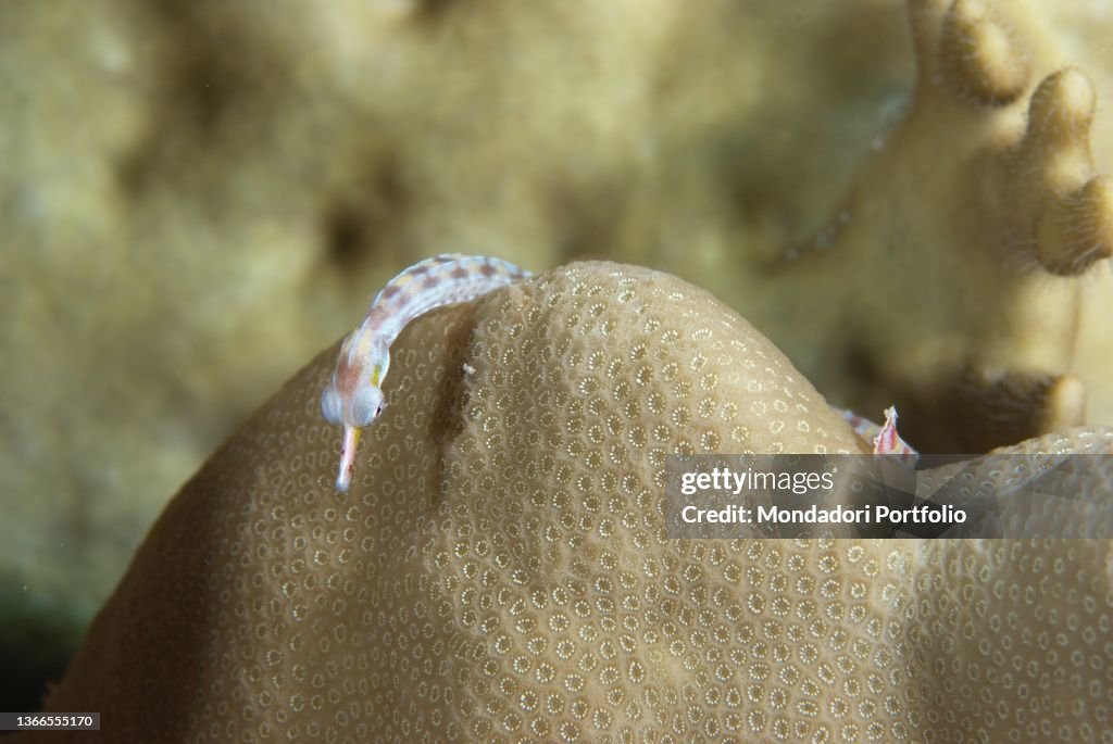Needle fish