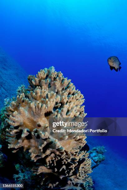 Hard coral with Threespot dascyllus, Dascyllus trimaculatus, Marsa Alam, Egypt, Red Sea, Africa