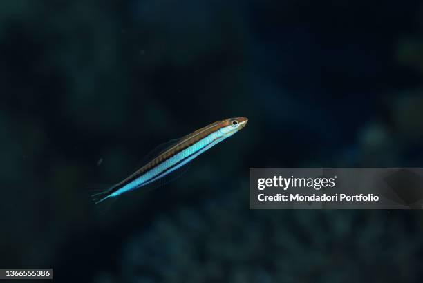 False cleanerfish, Aspidontus taeniatus, Marsa Alam, Egypt, Red Sea, Africa