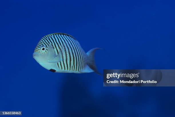 Zebra angelfish, Genicanthus caudovittatus, Marsa Alam, Egypt, Red Sea, Africa