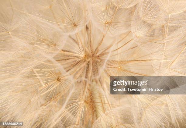 abstract dandelion flower background, extreme closeup. big dandelion on natural background. art photography - beige fotografías e imágenes de stock