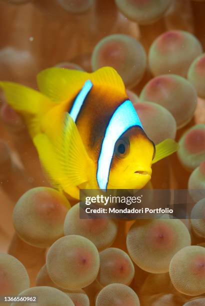 Clown fish, Amphiprion bicinctus, Marsa Alam, Egypt, red sea, Africa