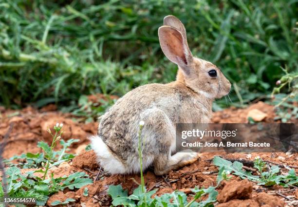 wild rabbit in the field. - rabbit burrow stock pictures, royalty-free photos & images