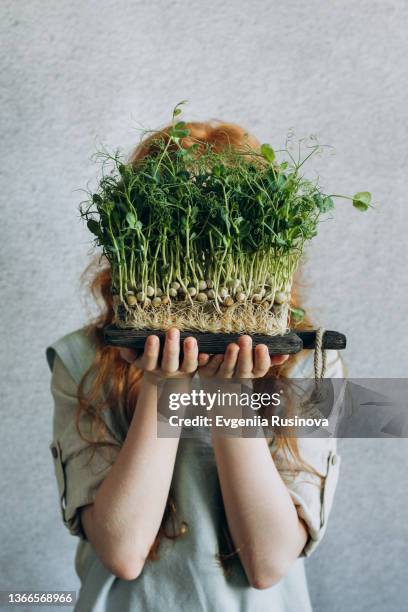 healthy food concept - microgreen stock pictures, royalty-free photos & images