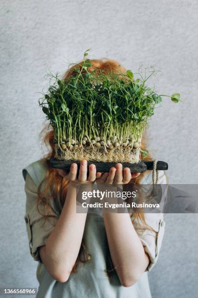 healthy food concept - microvegetal imagens e fotografias de stock