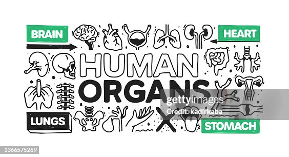 Human Organs object and elements. Vector doodle illustration collection. Hand drawn icon set or banner template Human Organs object and elements. Vector doodle illustration collection. Hand drawn icon set or banner template