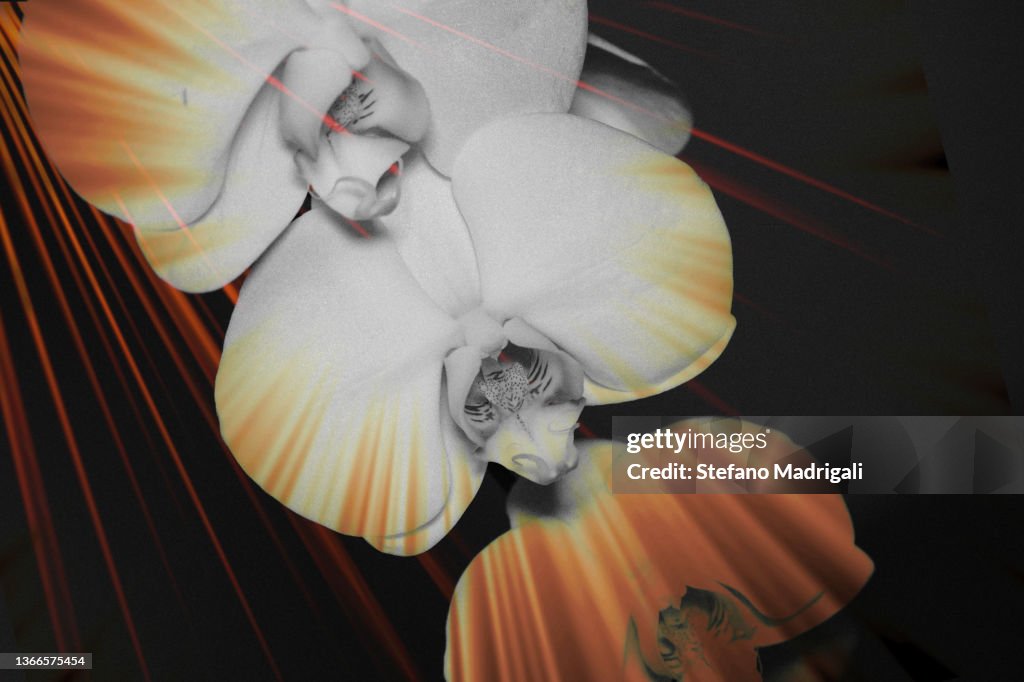 White Orchid Flowers on Black Background