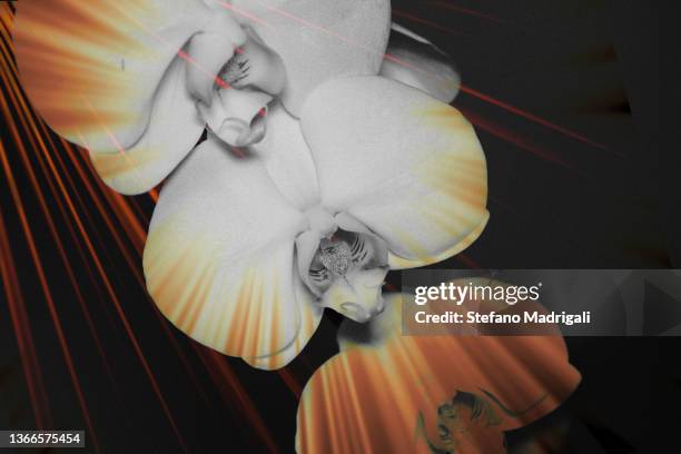 white orchid flowers on black background - dracula in 3d stock pictures, royalty-free photos & images