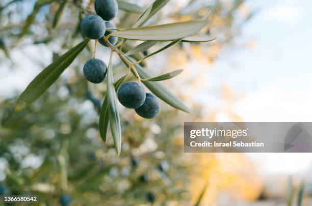 horizontal view of an olive branch with olives at sunset - olive branch stock pictures, royalty-free photos & images