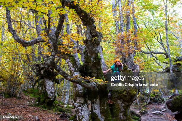 woman sitting on the trunk of a big tree in a beech forest with autumn color of leaf - forest bathing stock pictures, royalty-free photos & images