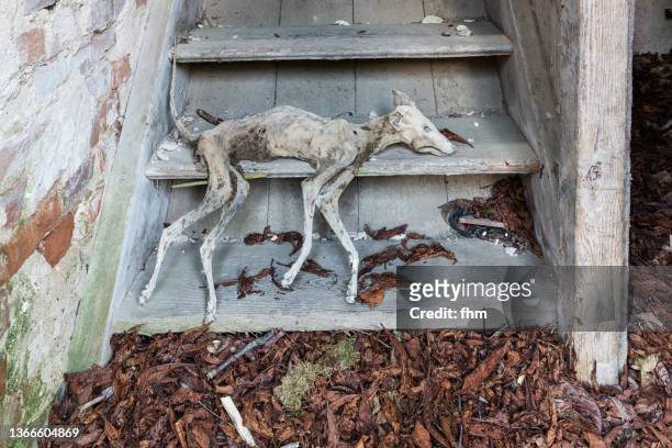 mummified body of a dead dog on the stairs of an abandoned building - usedom fotografías e imágenes de stock