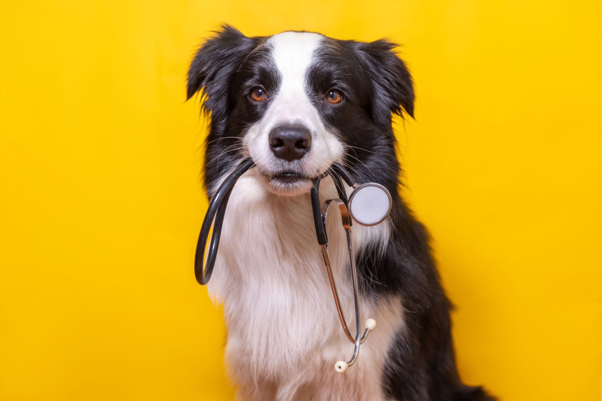 dog health