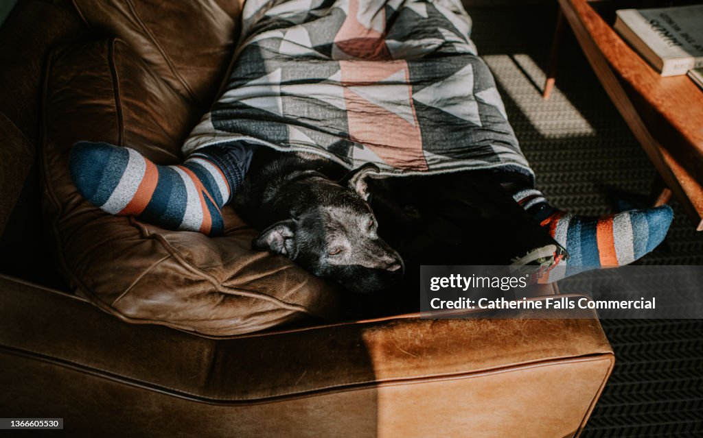 A dog lies between her masters legs, enjoying the heat under a blanket
