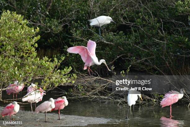 cluster of species at the shoreline - platalea ajaja stockfoto's en -beelden