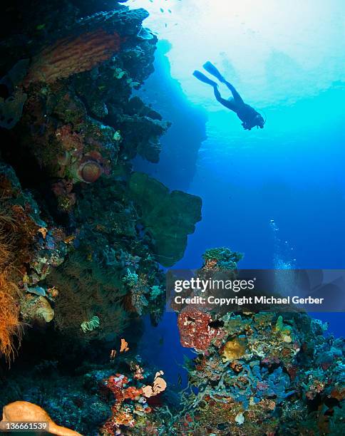 diver floating above wall in bunaken marine park - sulawesi norte imagens e fotografias de stock