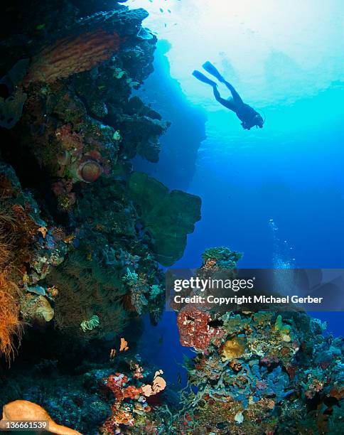 diver floating above wall in bunaken marine park - north sulawesi 個照片及圖片檔