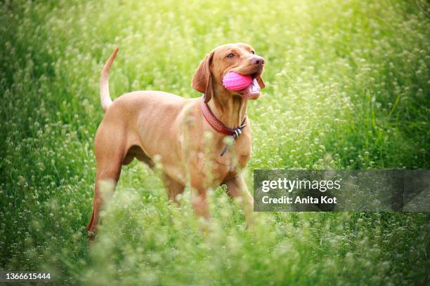 a dog with a toy in its mouth - short brown hair stock pictures, royalty-free photos & images