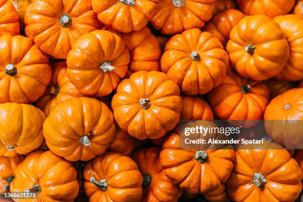 full frame shot of orange pumpkins - kürbis stock-fotos und bilder