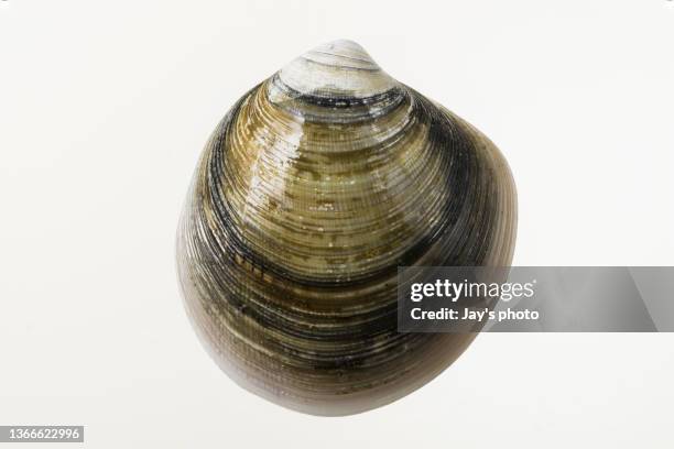 hard clam on white background studio shot. - schelpdier dier stockfoto's en -beelden