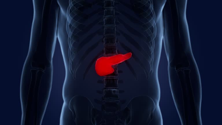 Pancrease Animation Human Internal Organ Pancreas Anatomy Animation Concept 동영상 (1366627745 ...