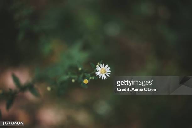 tiny wild flower - single flower stock pictures, royalty-free photos & images