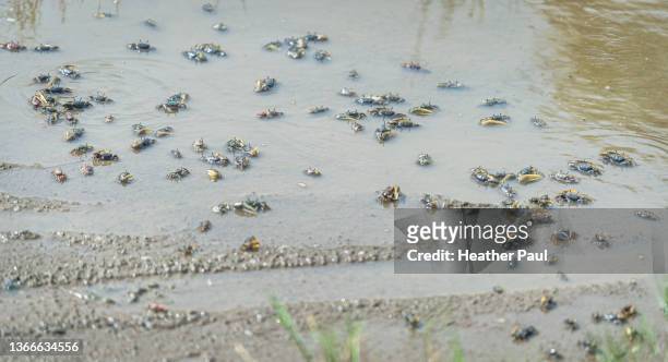 hundreds of fiddler crabs in the sand and water off the coast of the atlantic ocean - wenkkrab stockfoto's en -beelden