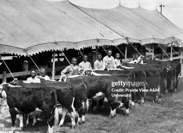 County Agents and owners of champion boar and gilt with prize heifers.