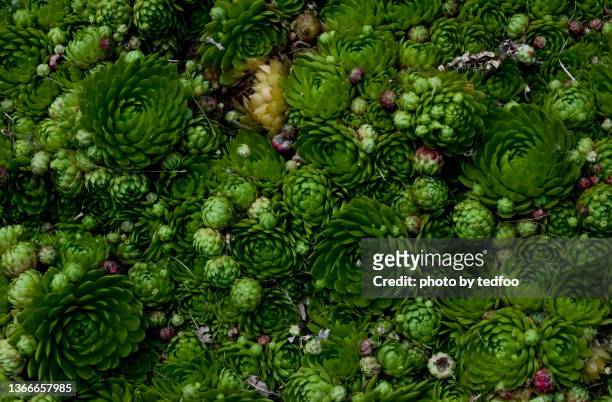 a  photograph of a full bed of hens and chicks succulents. - houseleek stock pictures, royalty-free photos & images