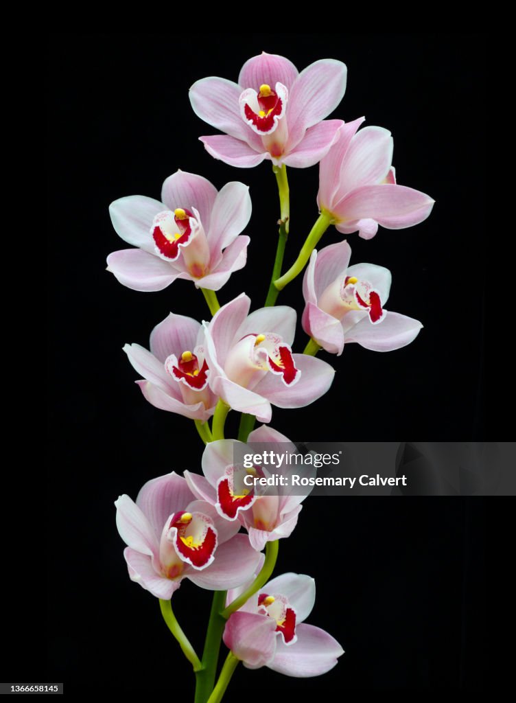 Spray of pink, white & red cymbidium orchid flowers on black.