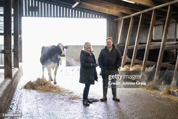 entrepreneur and welsh dairy manager in loafing barn - femalefocuscollection stock pictures, royalty-free photos & images