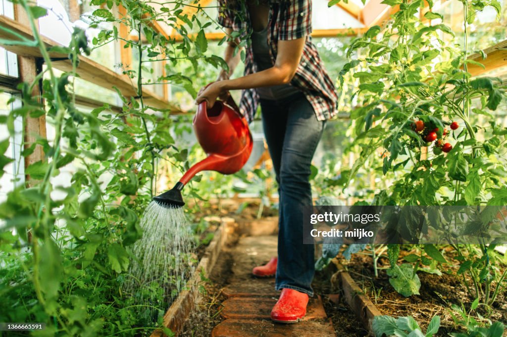 Femme travaillant dans une ferme biologique